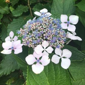 Meet your Posher, Bridget